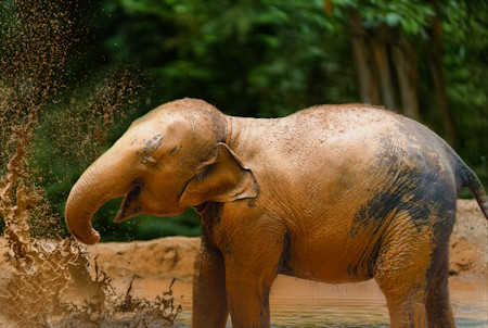 A young elephant enjoying a mud bath
